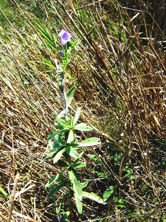 Borago sp. o Buglossoides sp ? no, Echium sp.